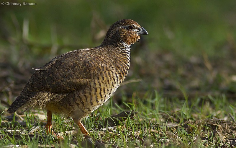 Rock Bush Quail